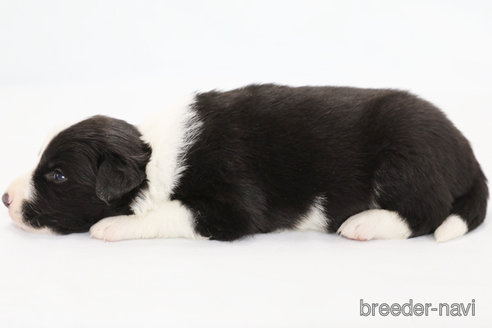 成約済の神奈川県のボーダーコリー-310795の5枚目